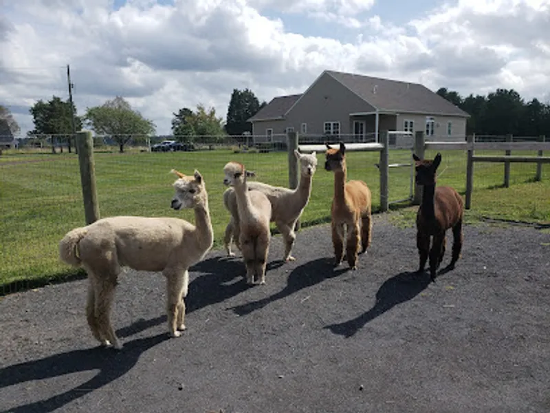 Nite Star Alpacas