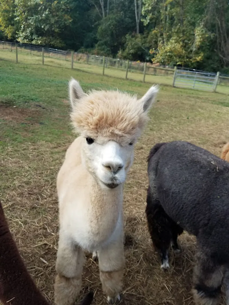 Trotter Hill Alpacas