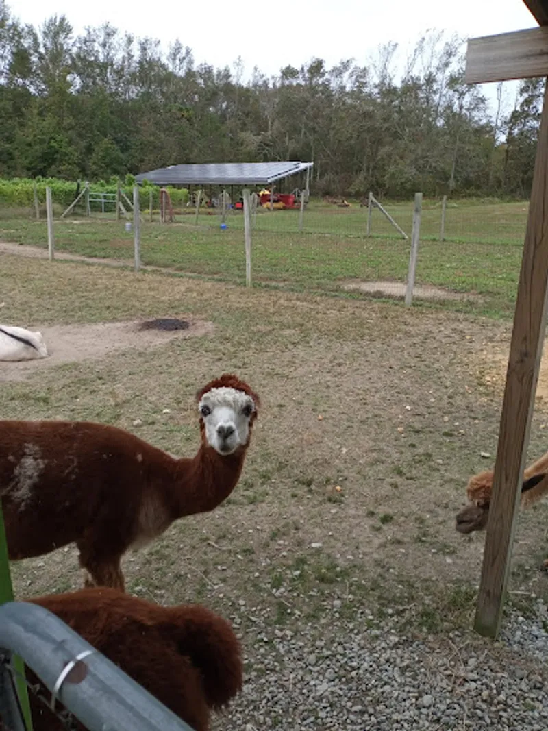 Meadows Edge Alpaca Ranch