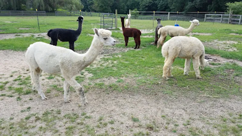 Painted Sky Alpaca Farm & Fiber Mill