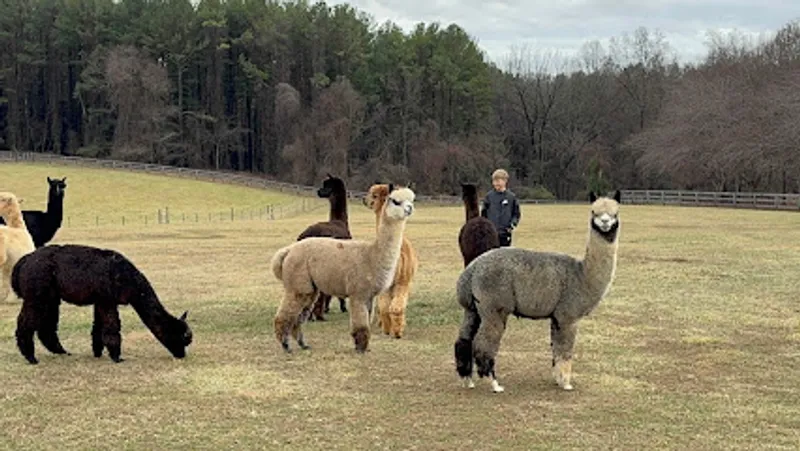 Black Barn Alpacas