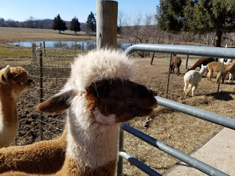 Alpacas of York