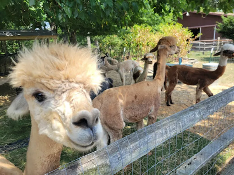 Shear Heaven Farm