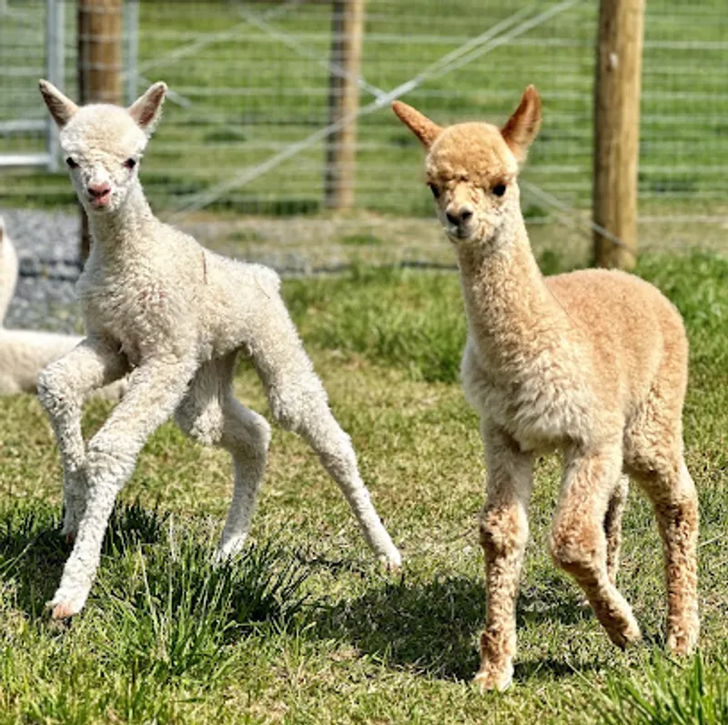 Walnut Ridge Acres Alpaca Farm