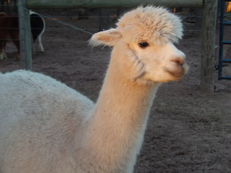Castle Creek Farm
