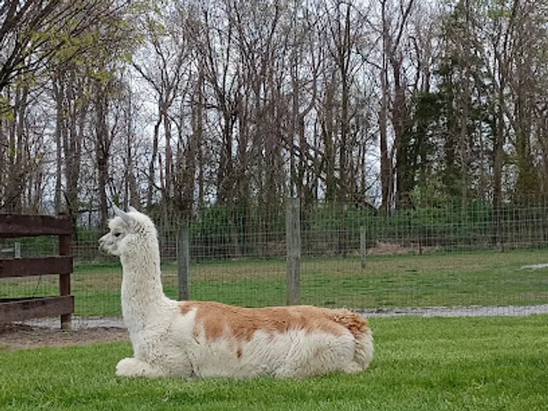 Hart-So-Big Alpaca Farm
