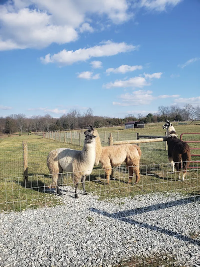 Lucky Us Farm
