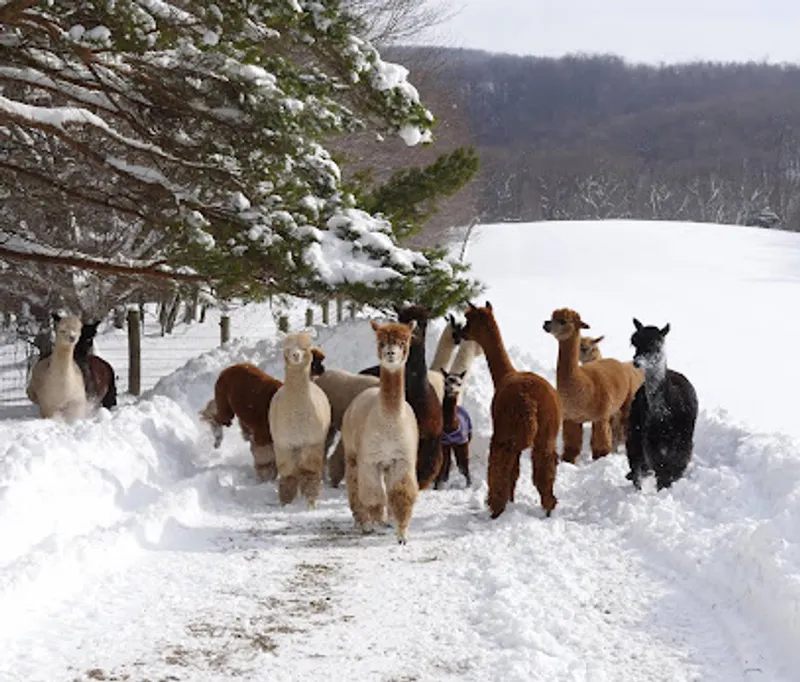 Willow Hill Farm