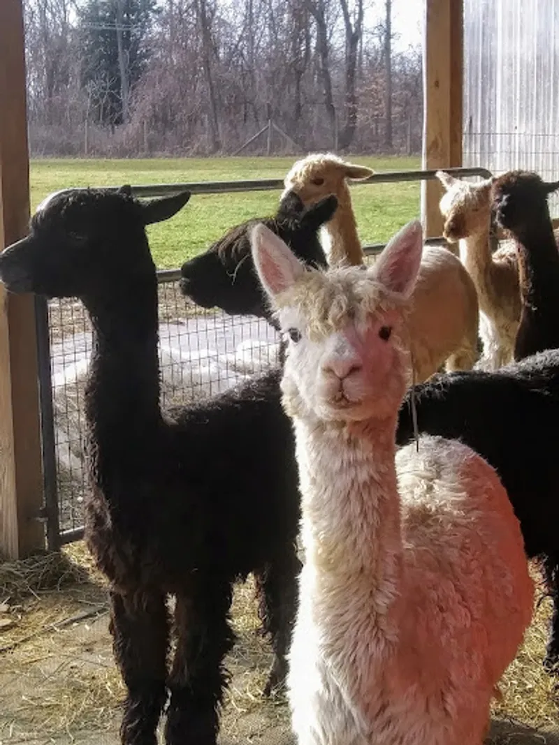 Woodside Farm Alpacas