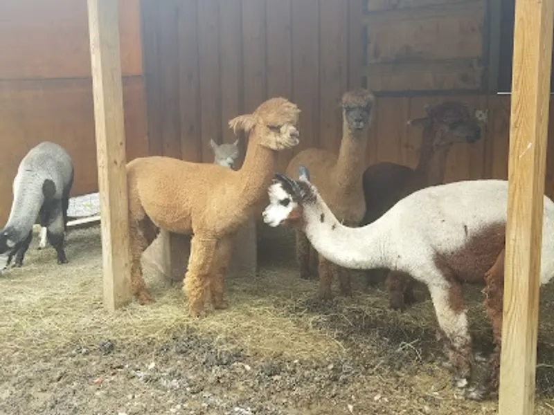 Northwoods Alpacas