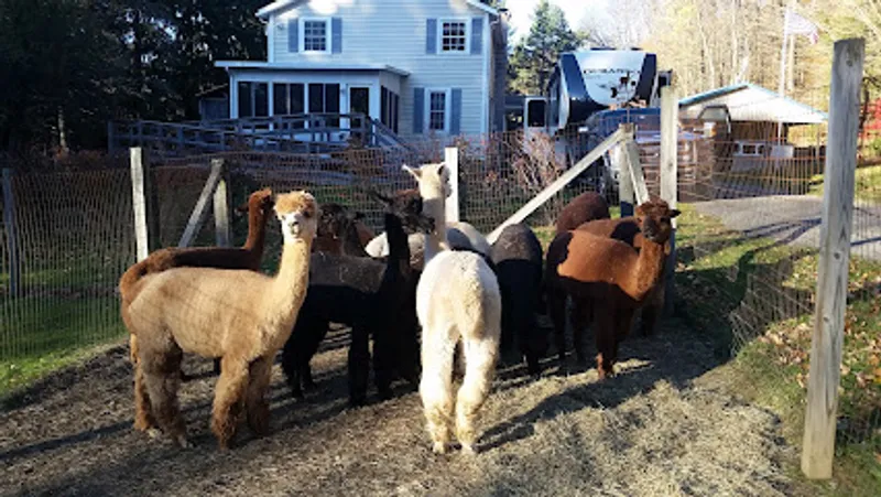 Alpacas of Sunshine Farm