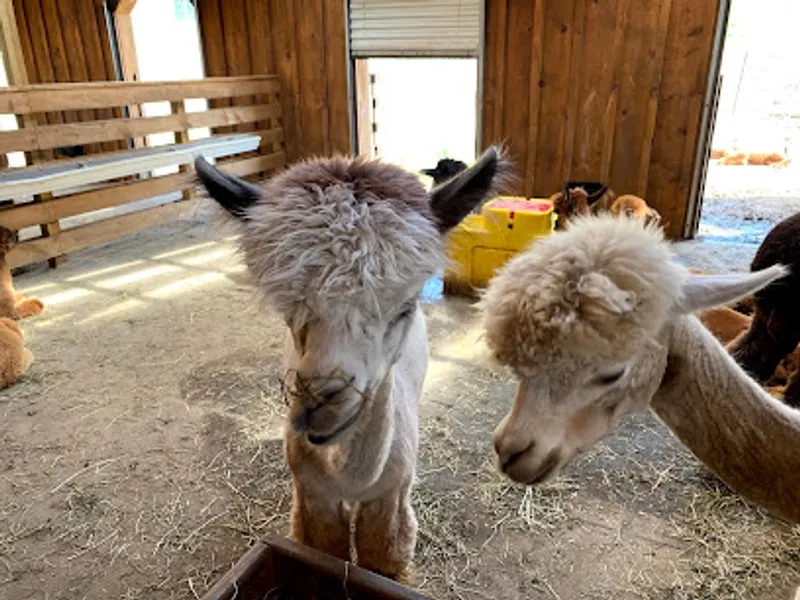 Buck Brook Alpacas