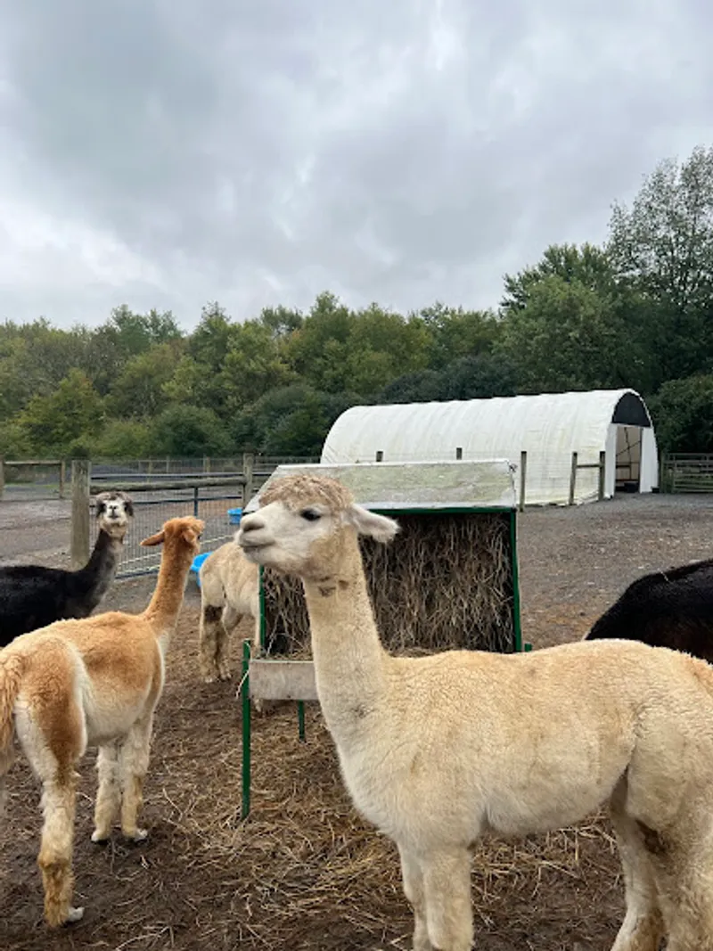 Stagecoach Trails Alpacas LLC