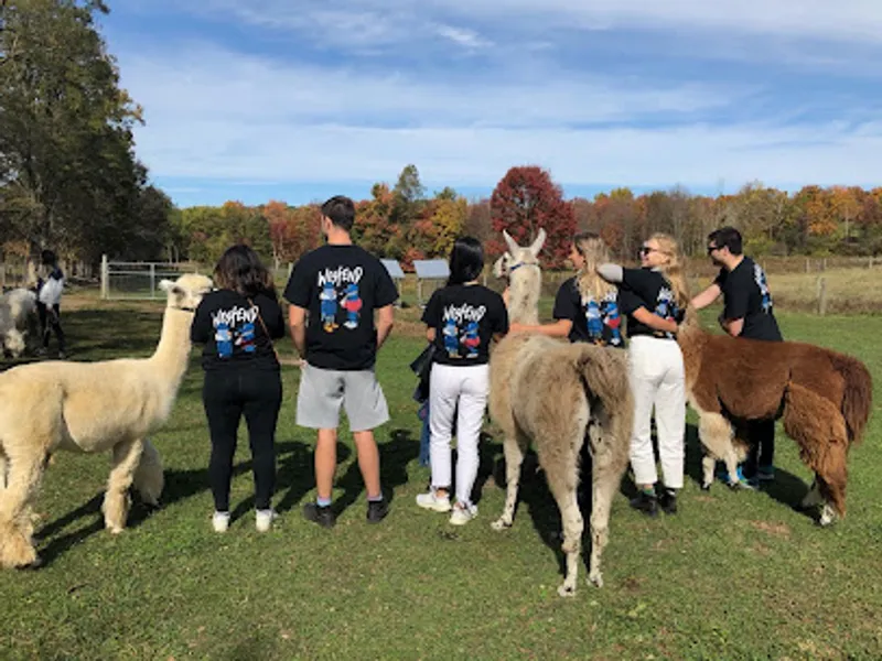 Clover Brooke Llama and Alpaca Farm