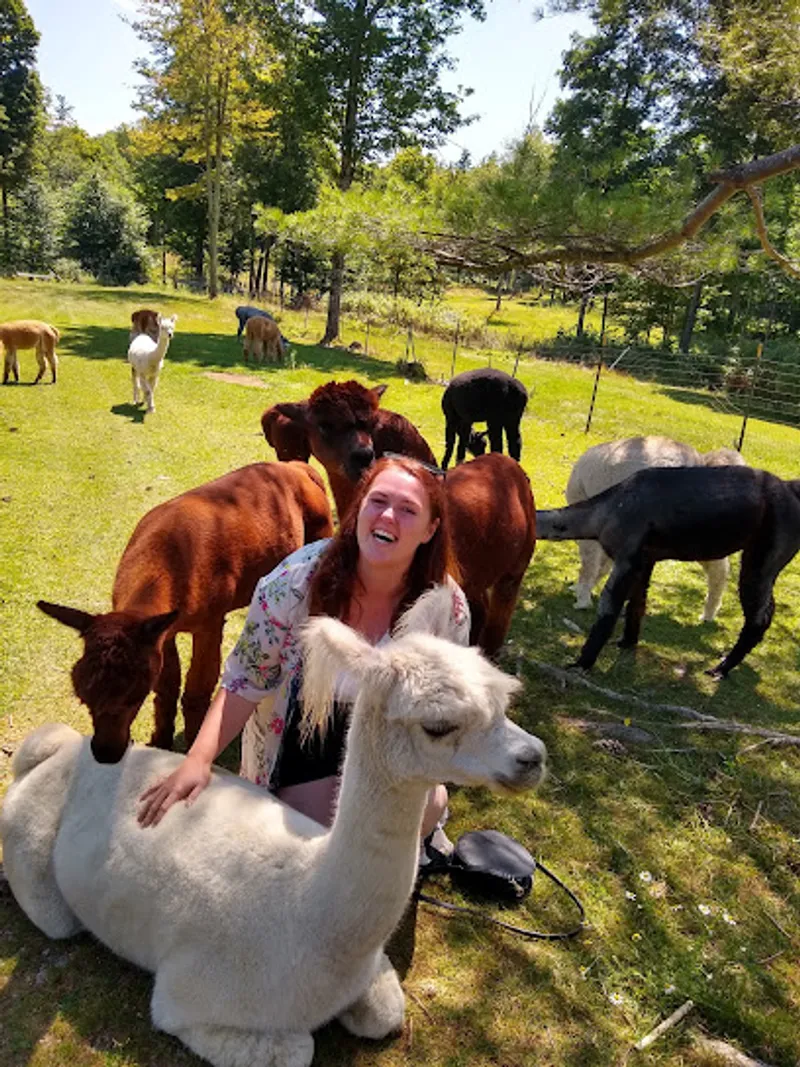 Wright Choice Alpacas