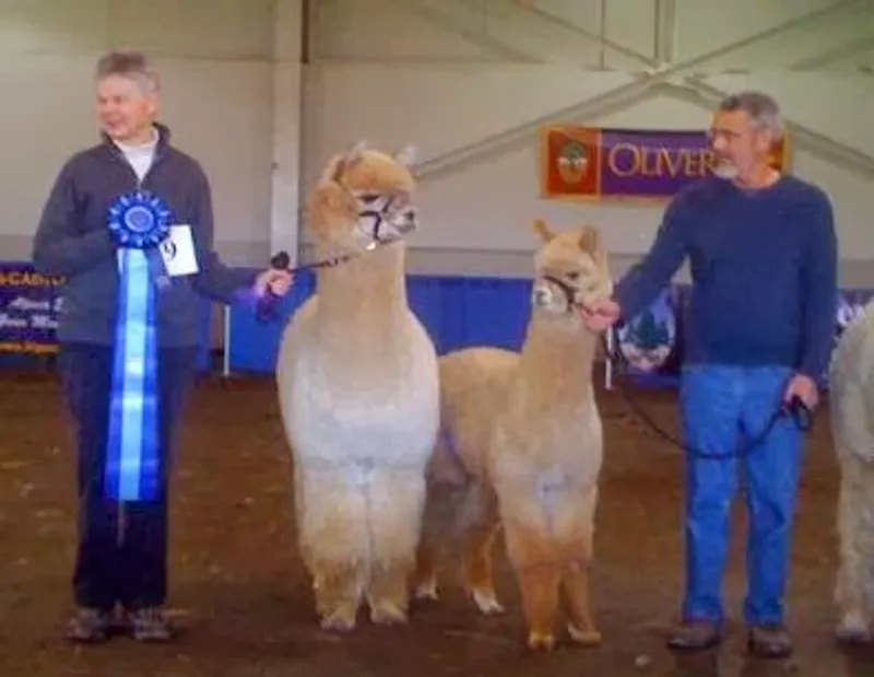 Quarry Ridge Alpacas