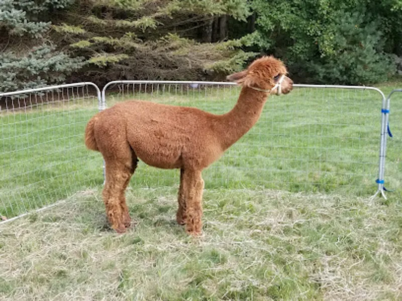 Alpaca-Llips Farm
