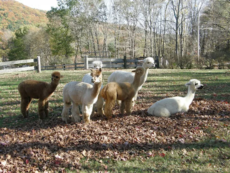 Crescendo Acres Farm