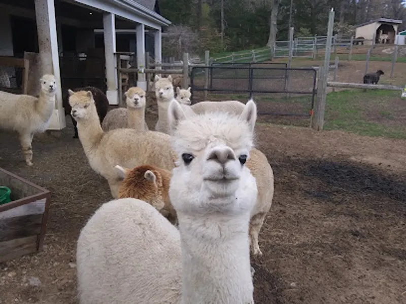 Shechem Alpacas