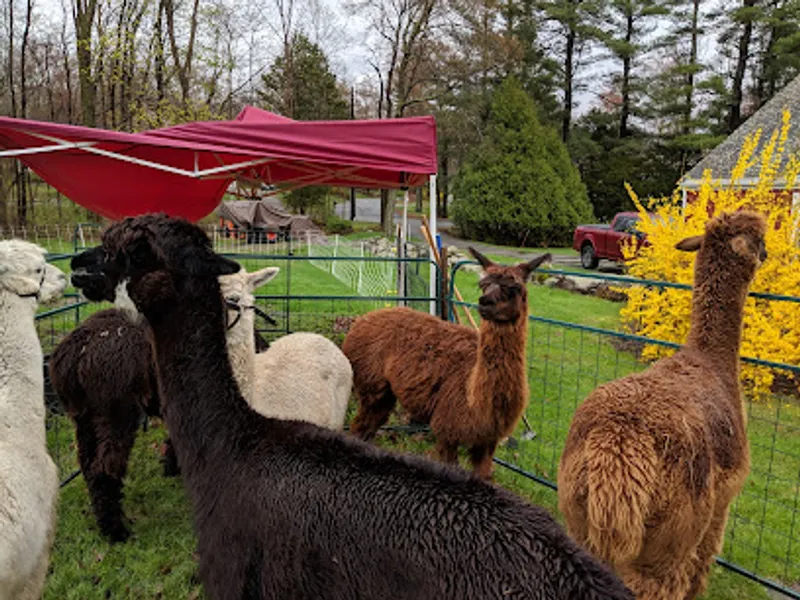 Big Red Acres Alpacas