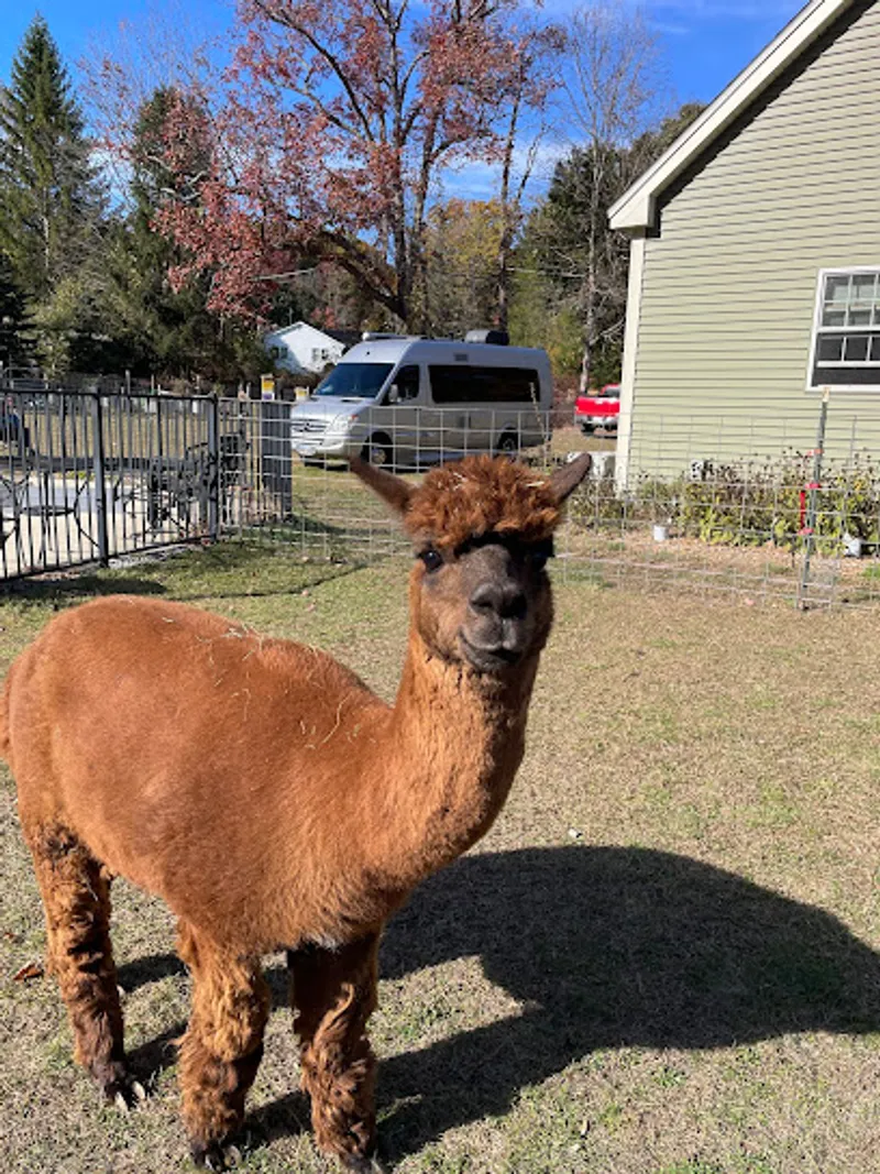 In The Meadow Farm Alpacas