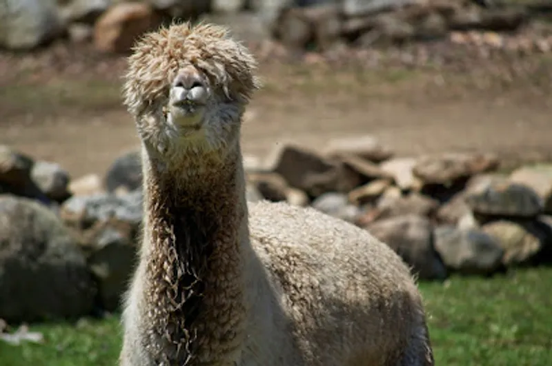 Rhode Island Alpaca Farm