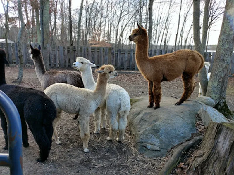 Kave Rock Farm