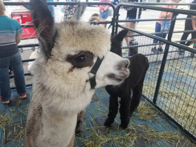 Child's Play Alpaca