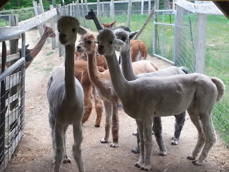 Pine Hill Alpaca Farm LLC