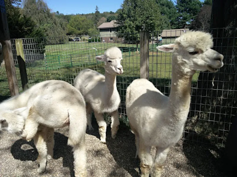 Six Paca Farm