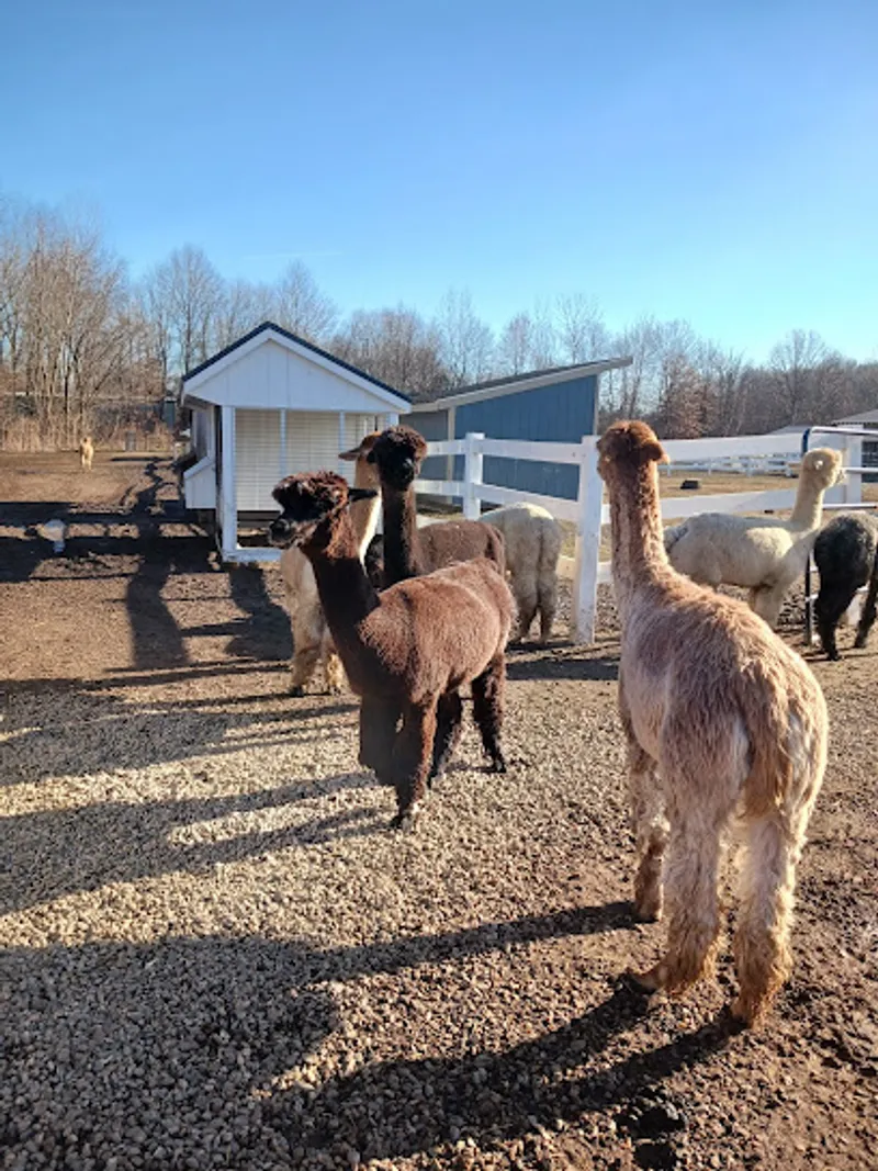 Roaring Acres Alpacas