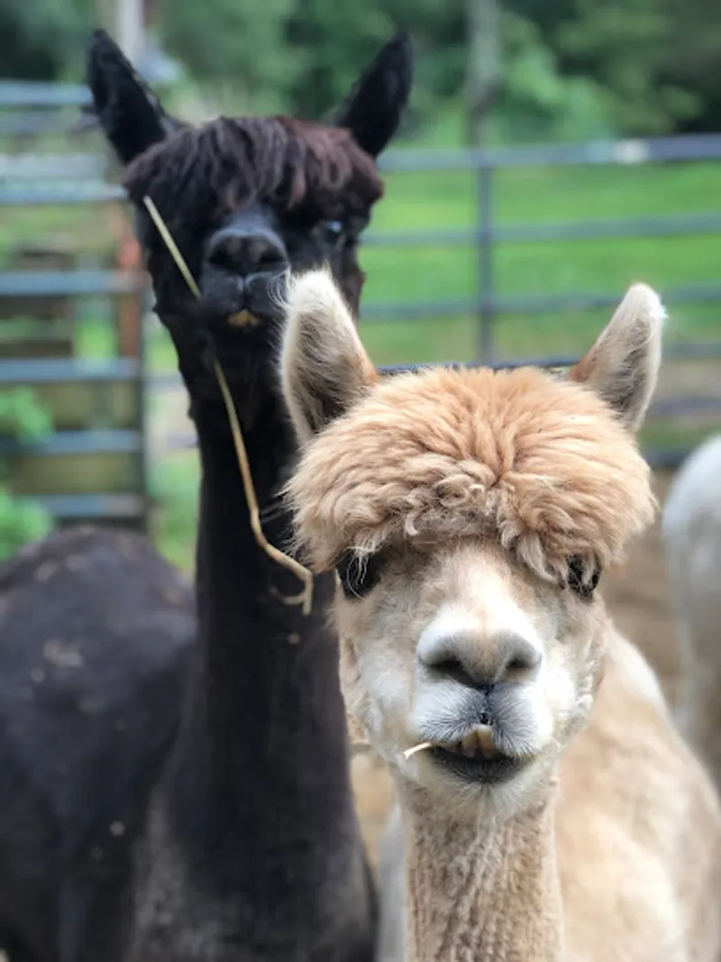 Bella Alpacas Farm Sanctuary